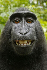 600px Macaca nigra self portrait rotated and cropped